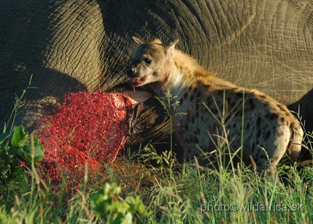 puku rsa 061.jpg - Spotted Hyena (Crocuta crocuta) with Big Tusker Alexander's carcass, close to Mopani, few metres from the road, February 2009